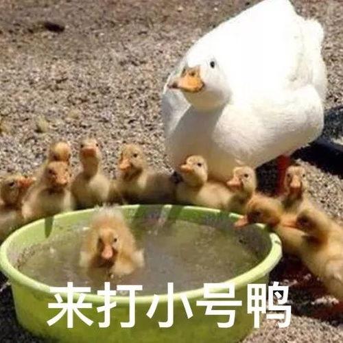 娱乐吃瓜鸭鸭鸭,鸭鸭鸭带你领略娱乐圈风云变幻